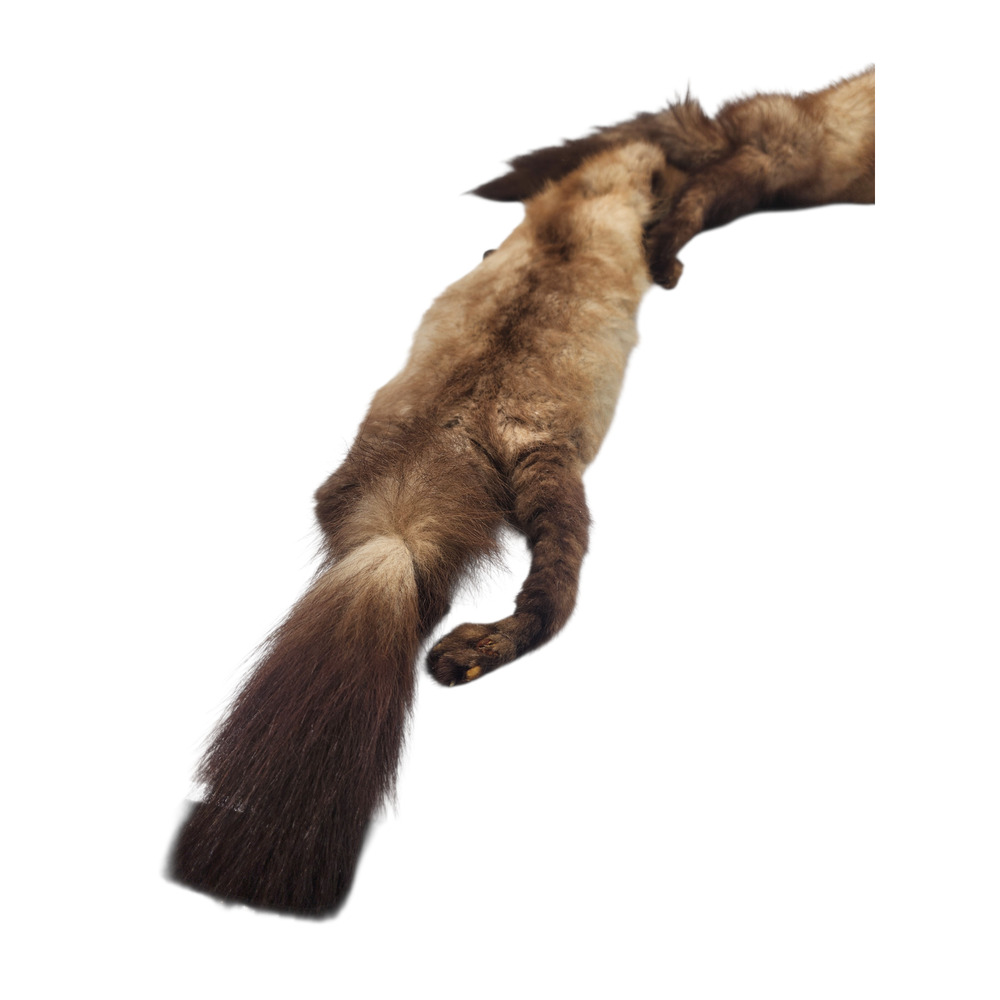 3 Fox Fur Stole Wrap Scarf With Face, Tail, Paws And Claws. - Picture 3 of 3